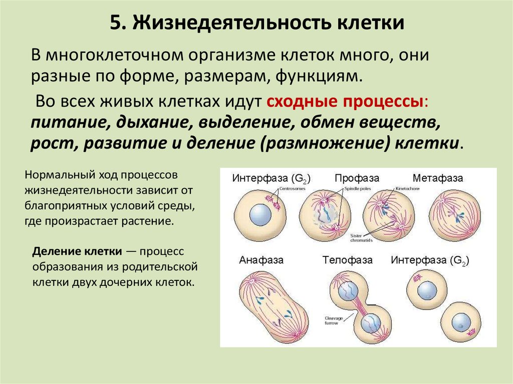 5. Жизнедеятельность клетки