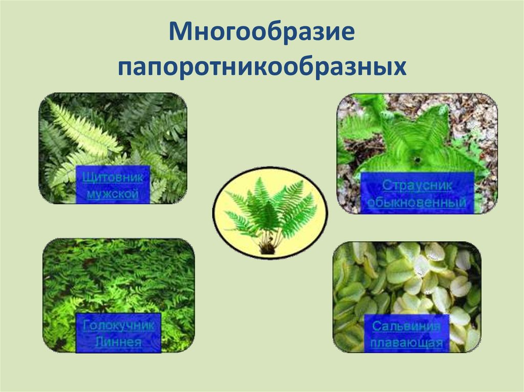 Тундра и тайга богаты папоротникообразными