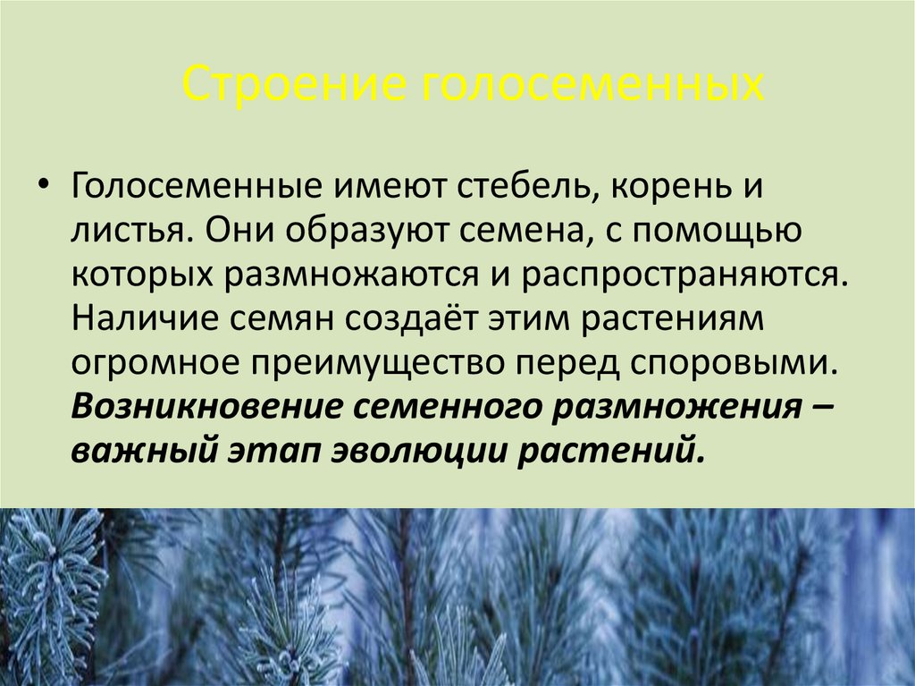 Высшие споровые голосеменные. Голосеменные имеют. Появление голосеменных. Презентация на тему Голосеменные. Строение голосеменных.