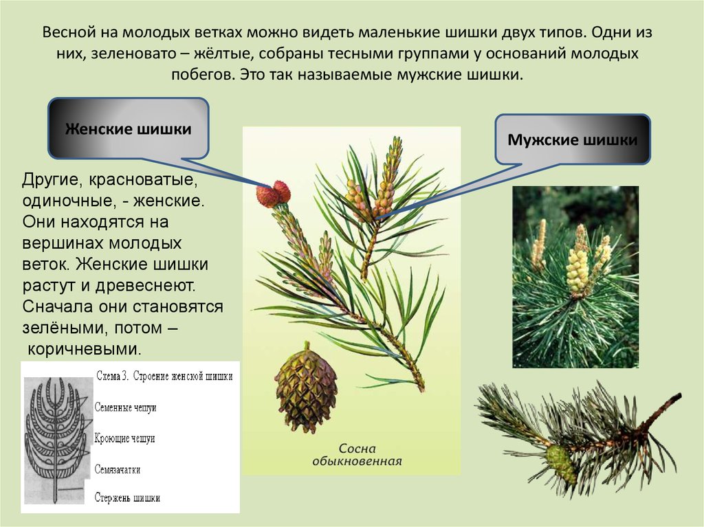 Внешнее строение веток хвои шишек. Мужская шишка сосны функция. Мужские шишки сосны функция. Женская шишка ели функция. Женская шишка сосны функция.