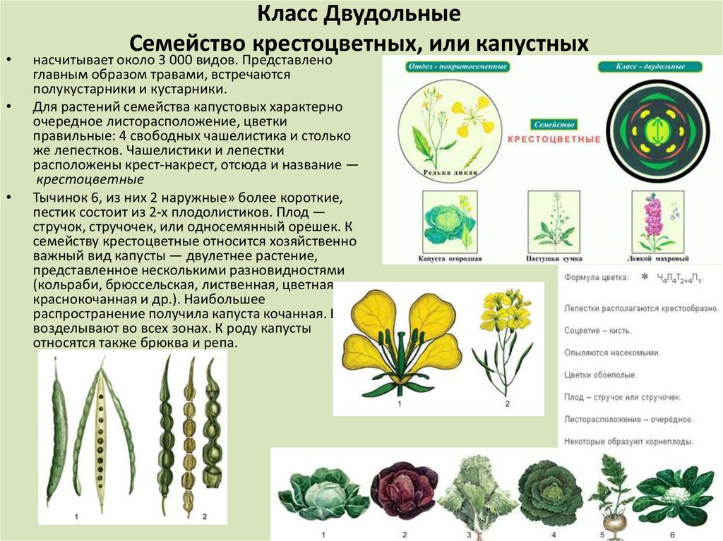 Характеристика крестоцветных. Крестоцветные плодовые растения. Гинецей крестоцветных. Плоды у семейства крестоцветные капусты. Пищевые растения семейства крестоцветных.