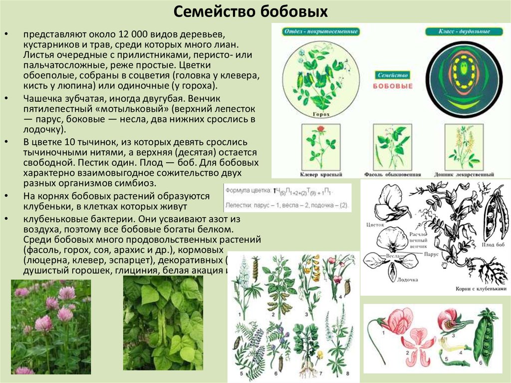 План характеристики семейства бобовые