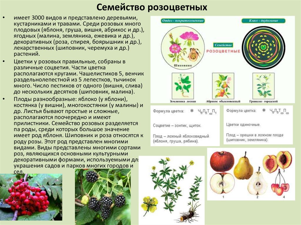 Признаки семейства розоцветные. Типы плодов розоцветных растений 6 класс. Плоды семейства розоцветных 6 класс. Характеристика семейства Розоцветные 6 класс биология. Плод розоцветных растений 6 класс.