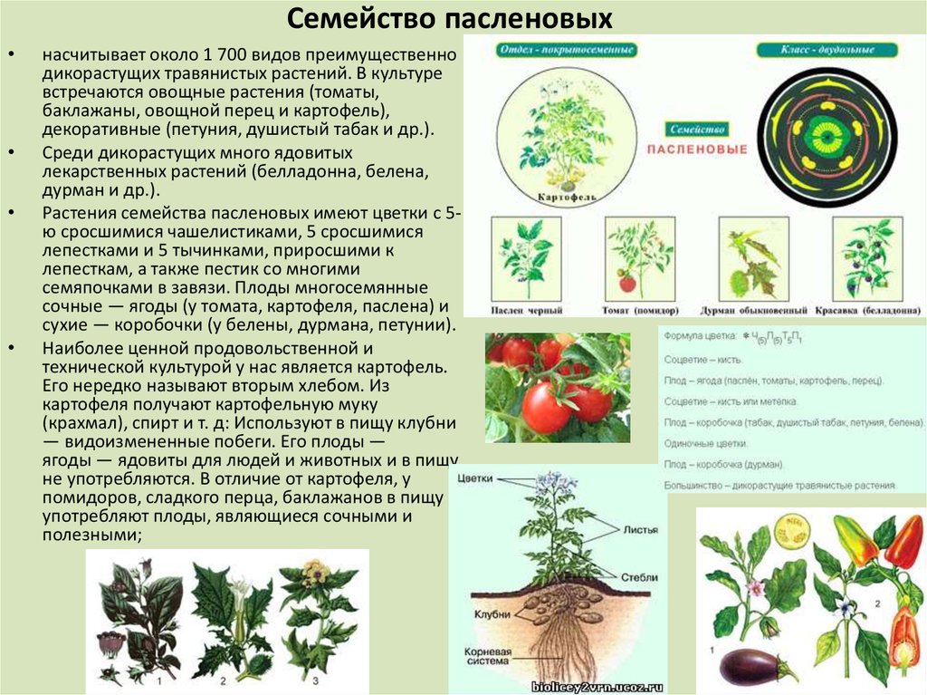 Характеристика 6 класса. Стебель пасленовых. Паслёновые фрукты. Пасленовые корневая. Плоды пасленовых растений.