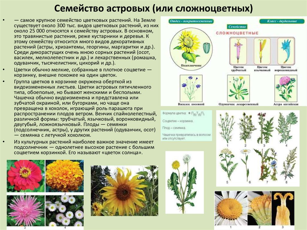 Презентация сложноцветные 7 класс