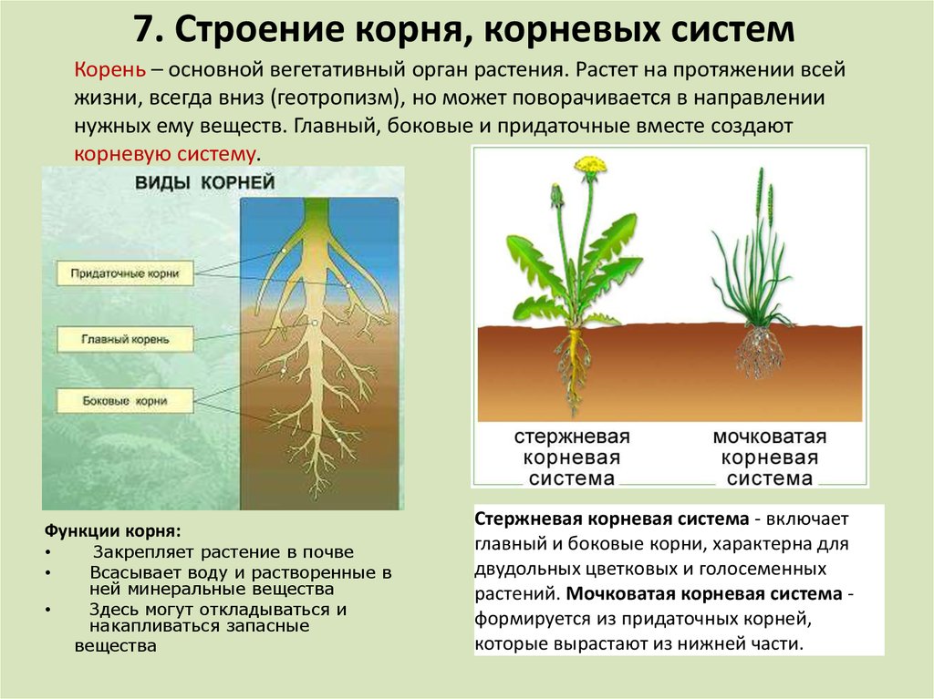 Какая корневая система изображена на каждом рисунке