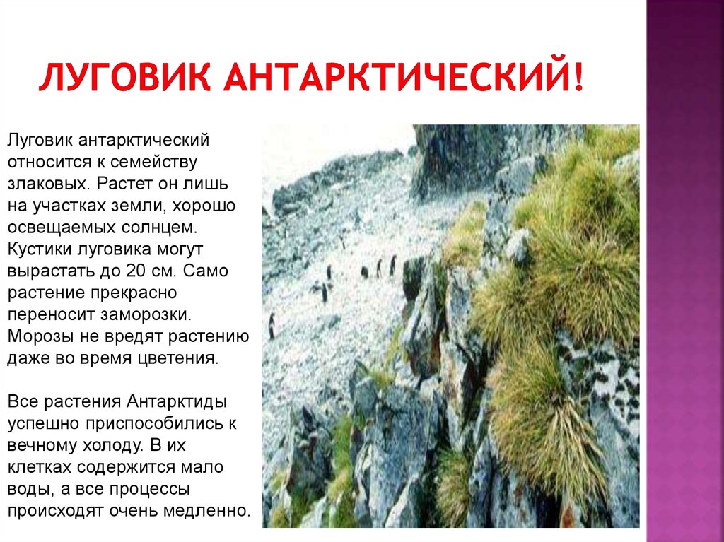 Какое растение можно встретить в антарктиде. Растение Антарктиды сообщение. Растения обитающие в Антарктиде. Сообщение о растительном мире Антарктиды. Луговик антарктический описание.