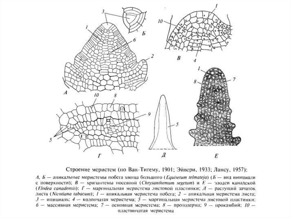 Меристемы растений фото