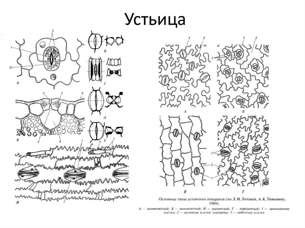 Рассмотри рисунок кожицы листа одуванчика под микроскопом что изображено под цифрой 2