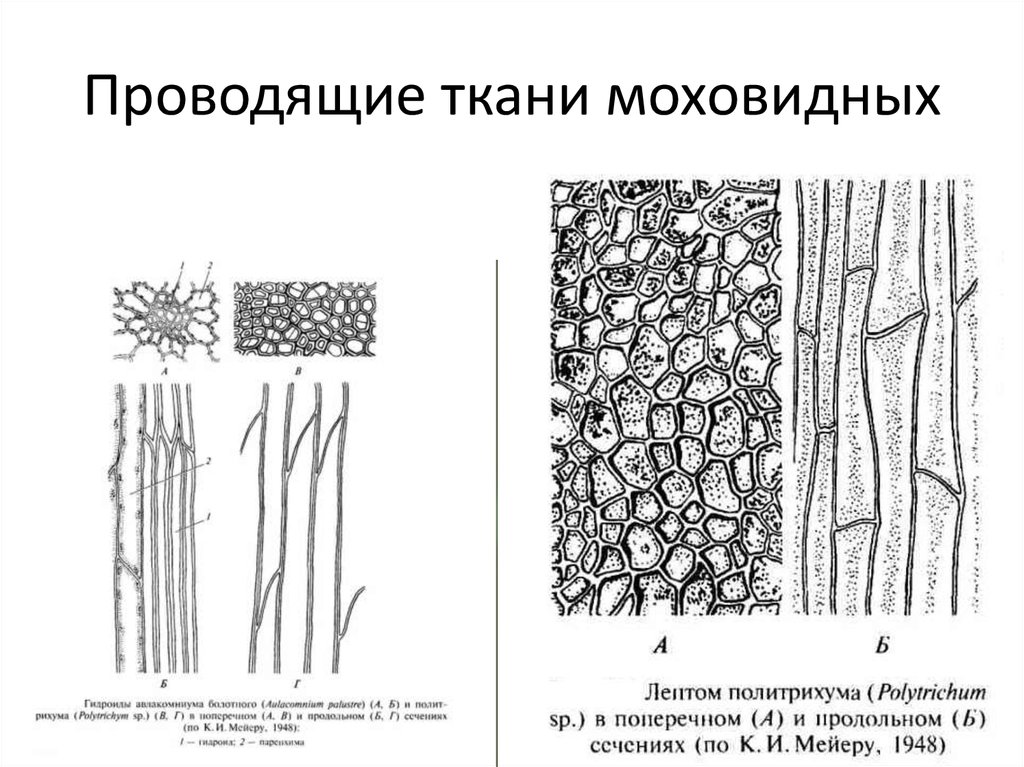 Изображение ткани растений. Ткани растений Проводящая ткань рисунок. Ксилема рисунок ЕГЭ.