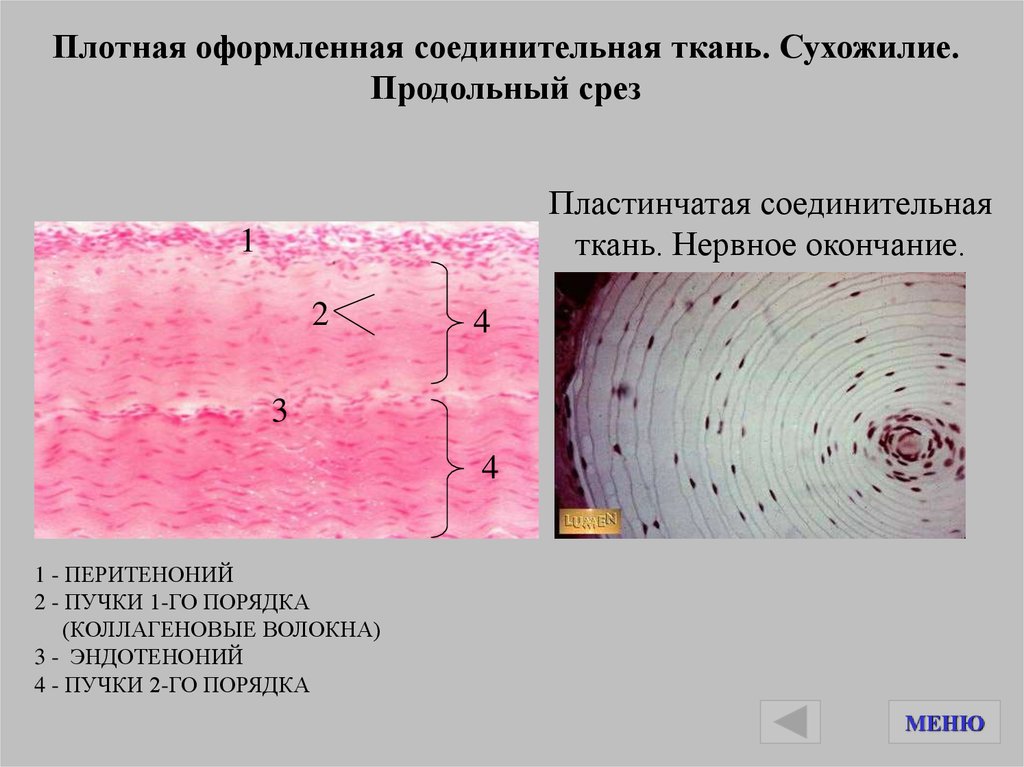 Плотная неоформленная соединительная ткань