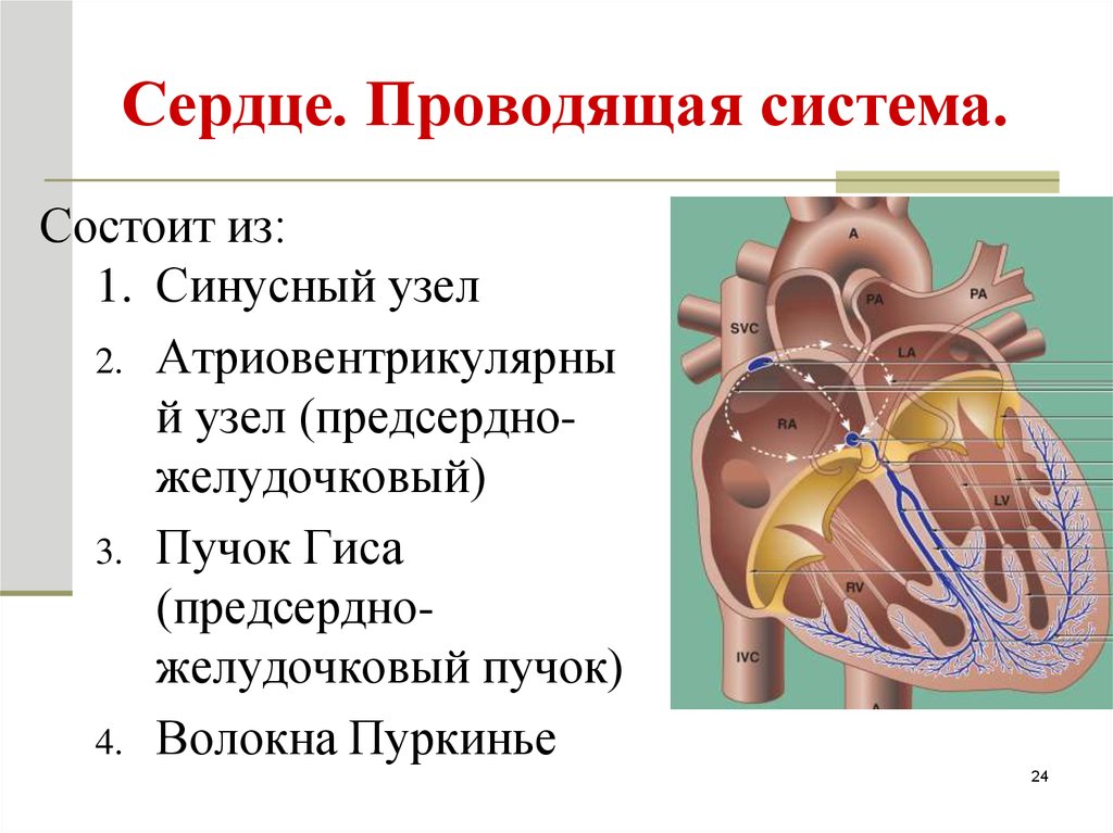 Проводящее сердце. Проводящая система сердца волокна Пуркинье. Синусовый узел сердца волокна Пуркинье. Проводящая система сердца (клетки Пуркинье).. Проводящая система сердца состоит из.