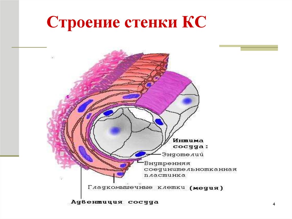 Строение стенки. Строение стенки артериолы. Строение артериолы гистология схема. Артериола строение стенки. Строение стенки артериолы гистология.