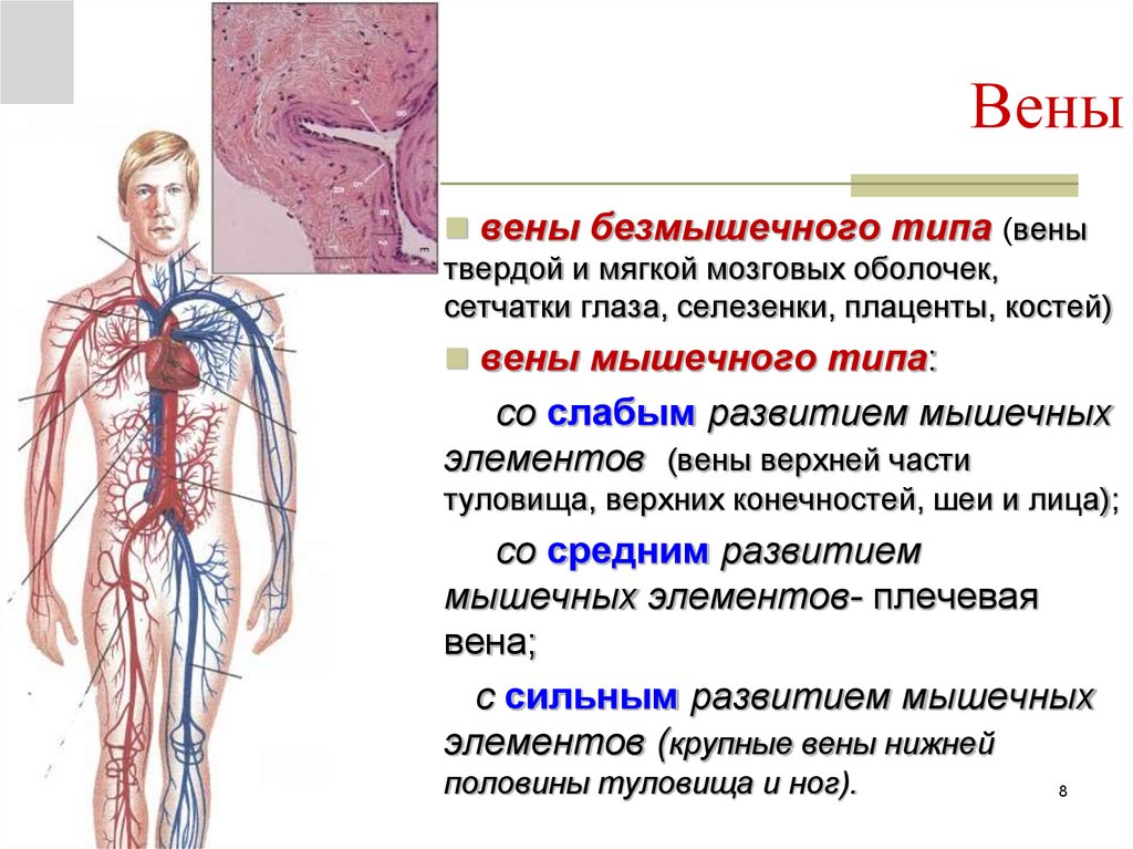 Особенность строения вены по сравнению с артерией. Строение вен безмышечного типа. Структура вен человека. Вены анатомия кратко.