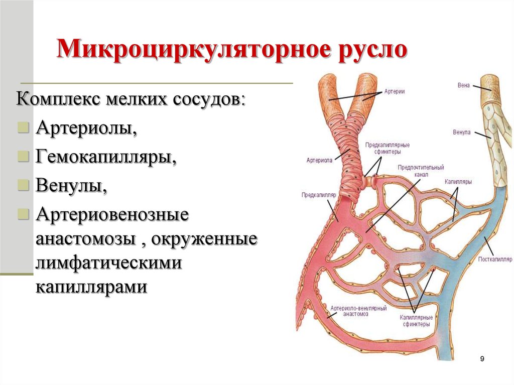 Какую функцию выполняет артерия в процессе кровообращения. Сосуды кровеносного микроциркуляторного русла. Гистология строение сосудов микроциркуляторного русла. Строение микроциркуляторного русла гистология. Функция артериовенозных анастомозов.