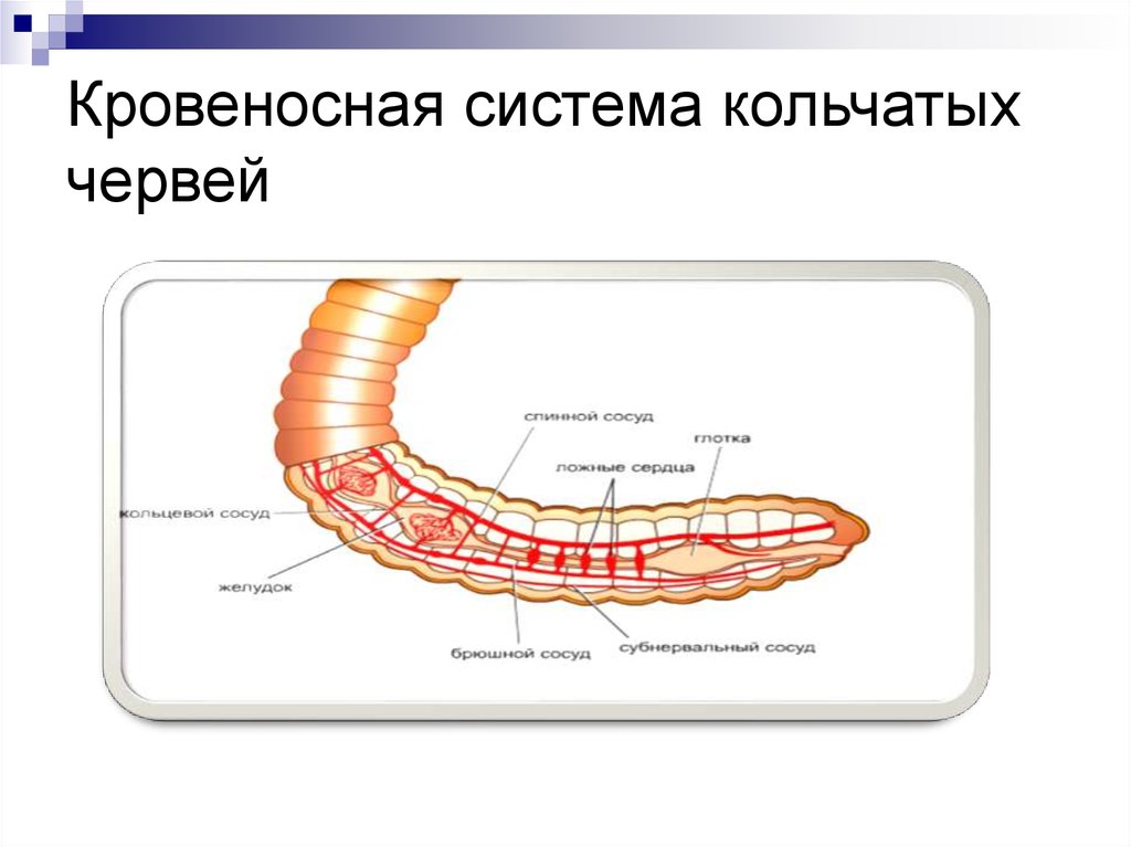 У каких червей замкнутая кровеносная