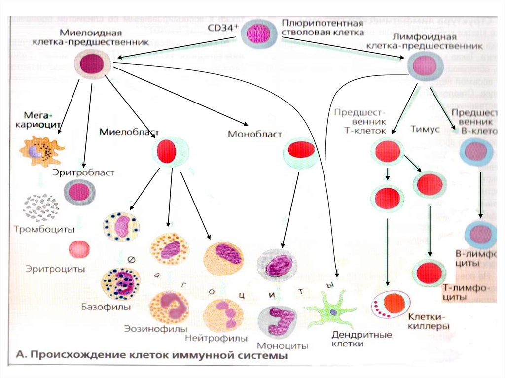 Основные иммунные клетки. Схема клеточного механизма образования иммунитета. Клетки иммунной системы, продуцирующие иммуноглобулины:. Схема происхождения клеток иммунной системы. Схема дифференцировки клеток иммунной системы.