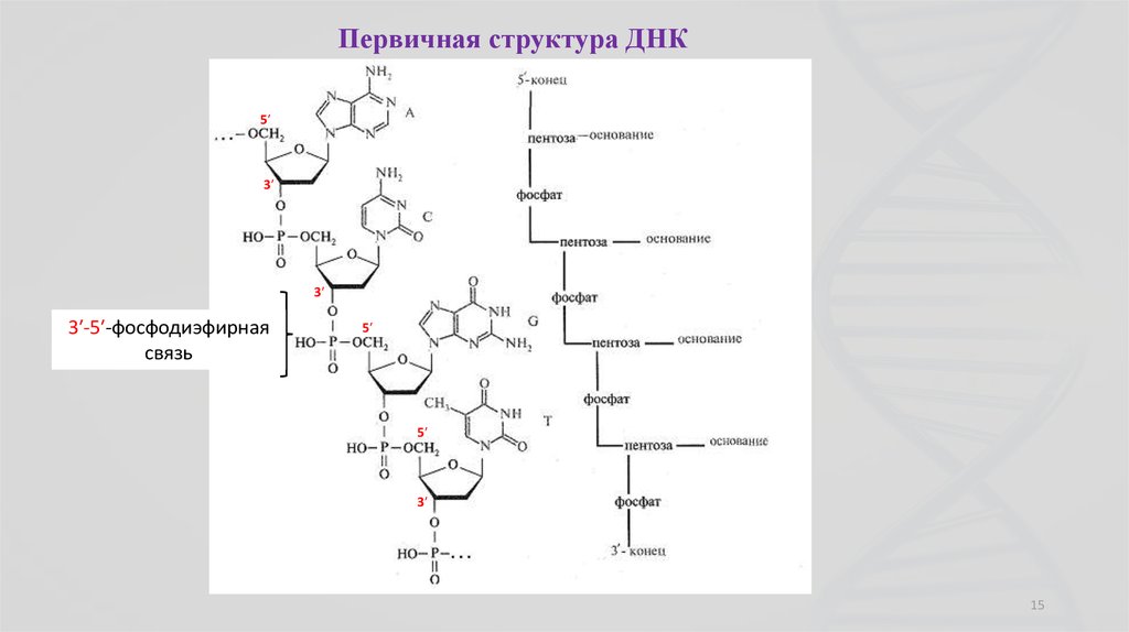 Нуклеиновые формы жизни