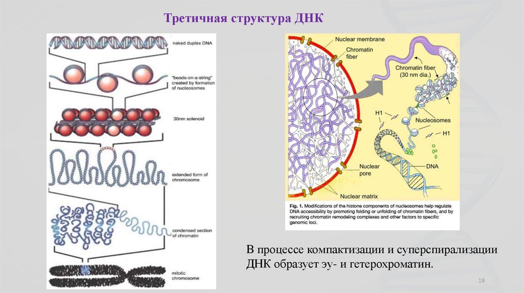 Белки клеток животных