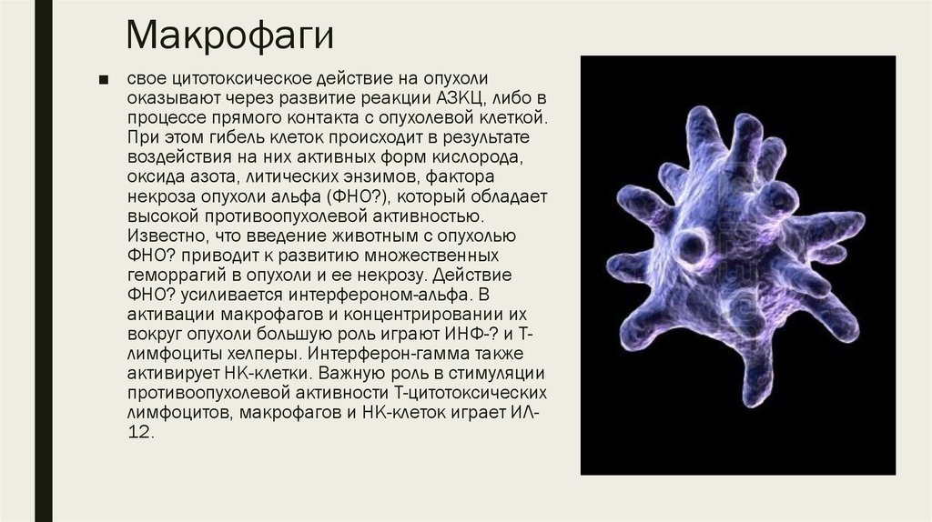 Активность макрофагов. Псевдоподии макрофагов. Макрофаги Фагоцит структура. Макрофаги это клетки. Клетки макрофагального типа.