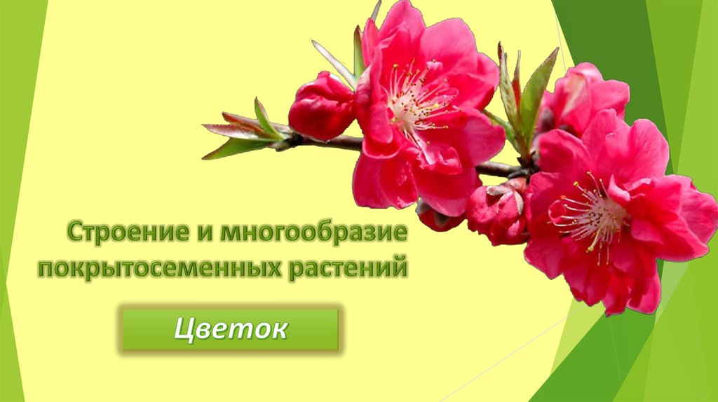 Многообразие покрытосеменных растений. Многообразие покрытосеменных. Строение и многообразие покрытосеменных. Надпись разнообразие.