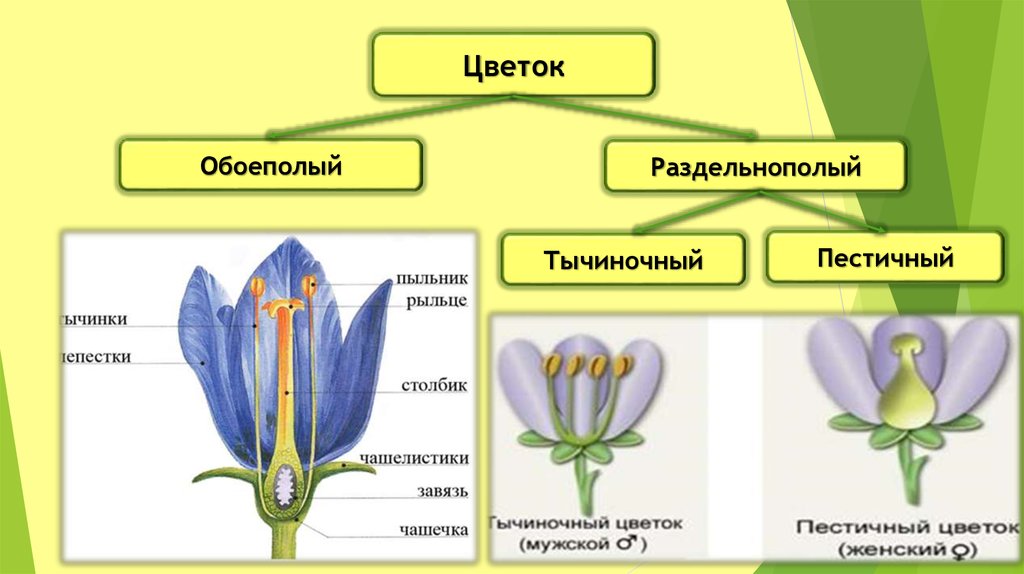 Двойной околоцветник состоит из пестика и тычинок