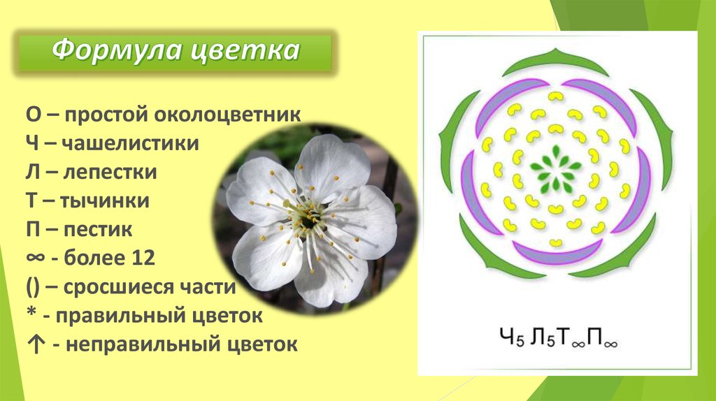 Количество лепестков кратно 3. Формула цветка ч5л5тбесконечноп1. Чашелистики в формуле цветка. Формула цветка 5 класс биология. Строение цветка формула покрытосеменных растений.