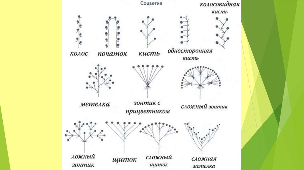 Соцветия цветка схема