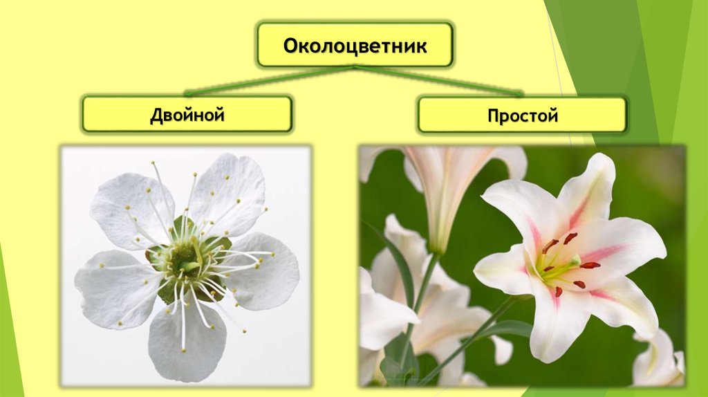 Простой двойной. Растения с двойным околоцветником. Двойной околоцветник. Цветок с двойным околоцветником. Двойной околоцветник и простой околоцветник.