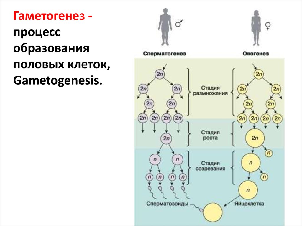 Женские половые клетки образуются в процессе. Стадии образования половых клеток таблица. Образование половых клеток сперматогенез. Схема гаметогенеза развитие половых клеток. Образование половых клеток гаметогенез этапы.