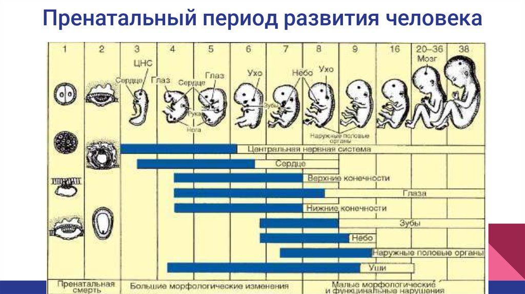 На рисунке изображен эмбрион человека в разный период времени какое