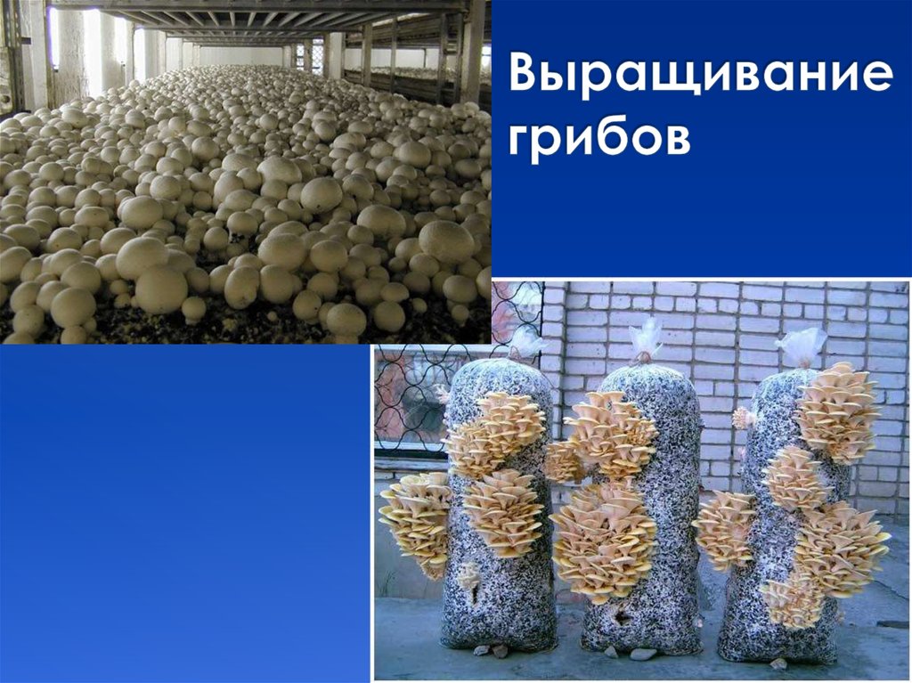 Условия выращивания гриба шампиньоны. Выращивание грибов. Выращивать грибы. Грибы выращивание. Грибы выращиваемые в искусственных условиях.