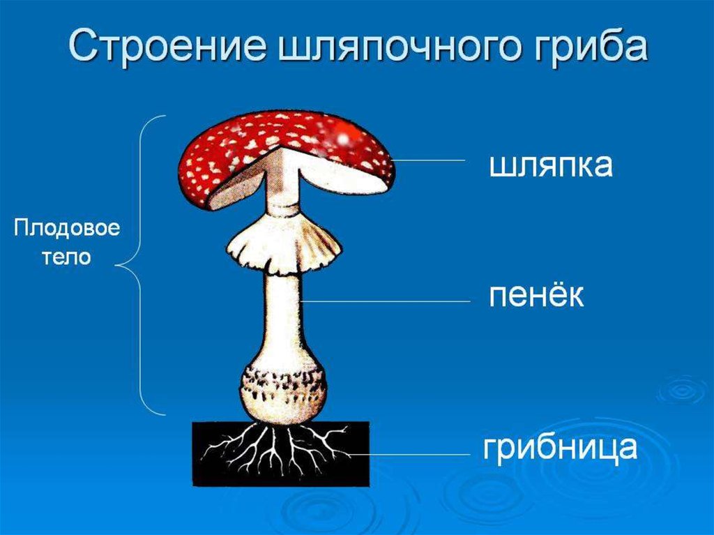 Строение гриба состоит из. Схема плодовое тело шляпочного гриба. Строение шляпочного гриба 5 класс биология рисунок. Строение шляпочного гриба мухомора. Строение тела шляпочного гриба.