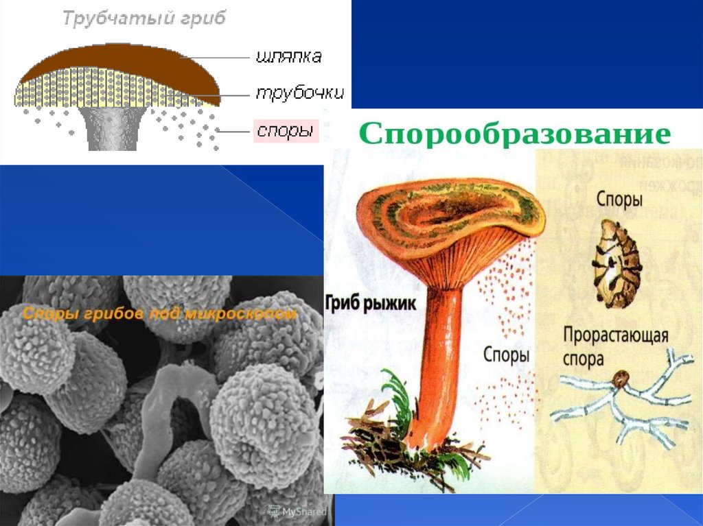 Клетки шляпочных грибов. Жизненный цикл шляпочного гриба. Размножение шляпочных грибов. Через сколько прорастают споры грибов.