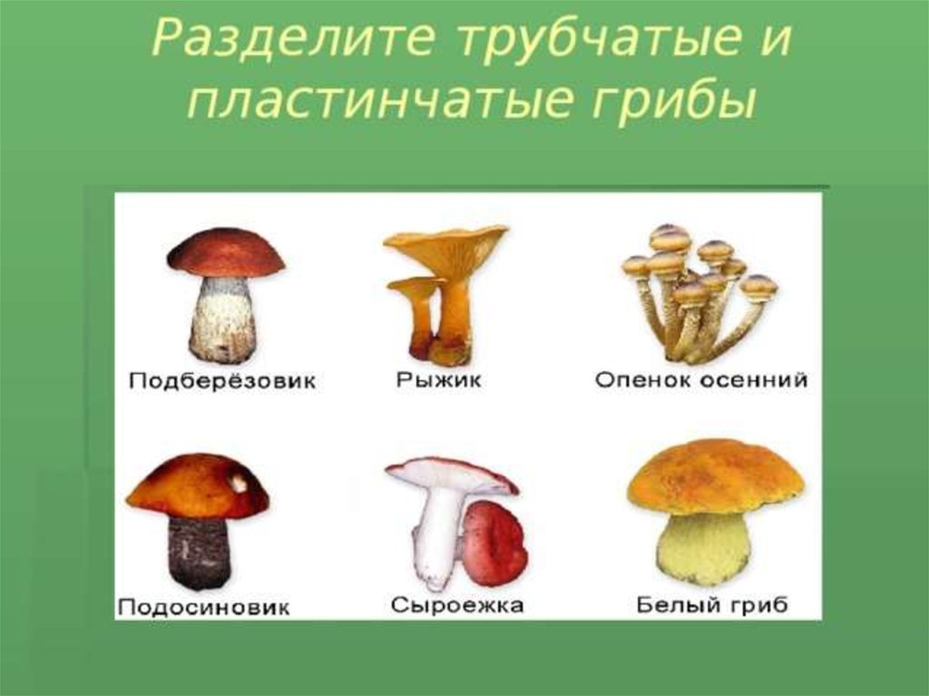 Различие трубчатых грибов
