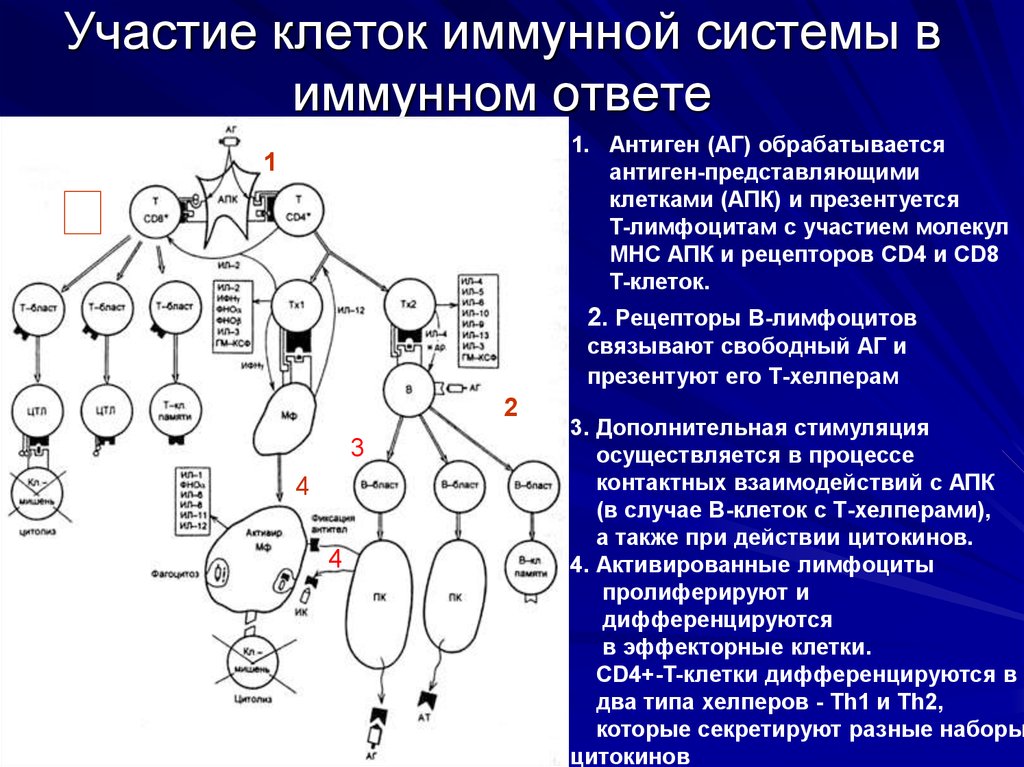 Клетки участвующие в иммунном ответе