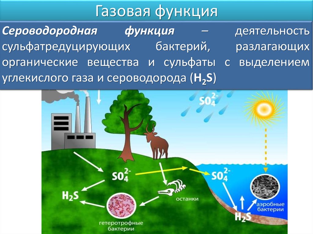 Функция бактерий в биосфере. Газовая функция живого вещества. Газовая функция живого вещества в биосфере. Газовая функция биосферы. Газовая функция живого вещества примеры.