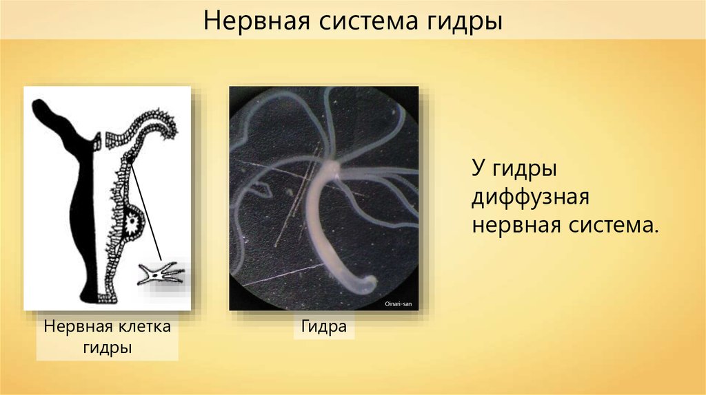 Представители диффузной нервной системы. Нервная система гидры пресноводной. Гидра Пресноводная строение нервной системы. Диффузная нервная система гидры. Гидра нервная система диффузного типа.