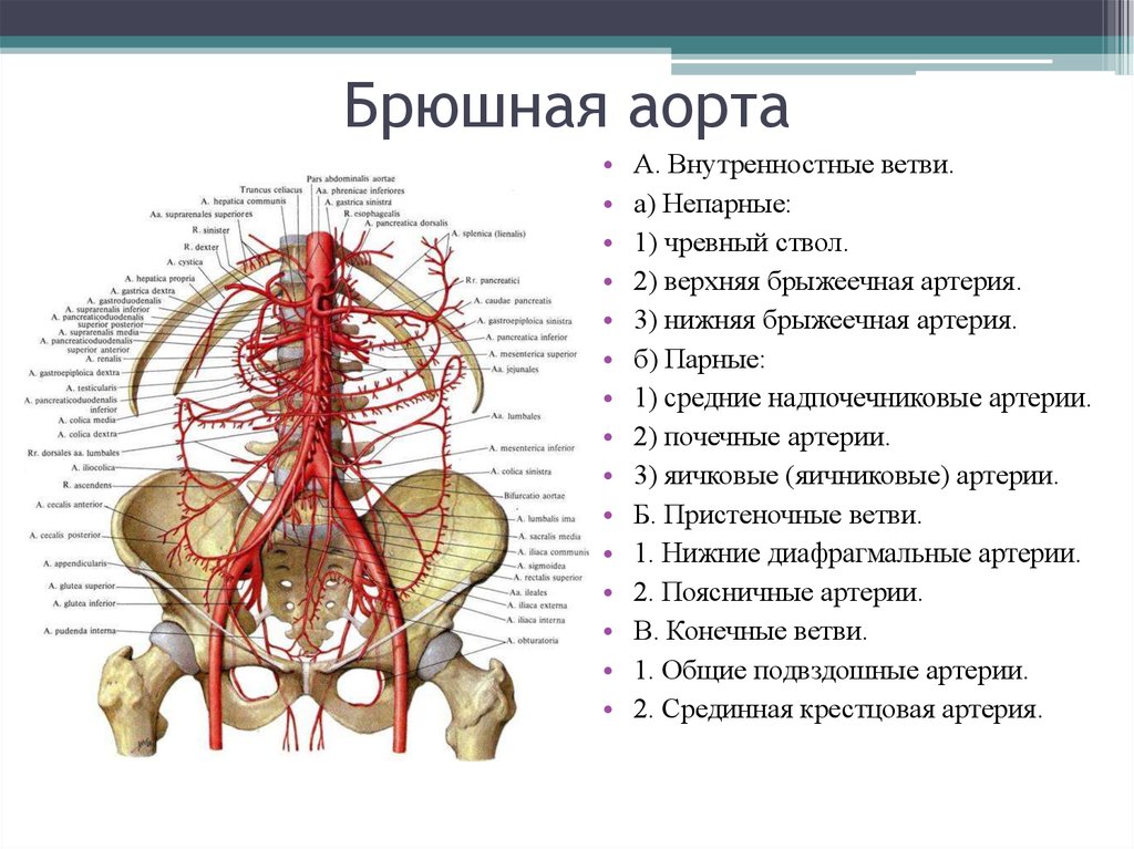 Брюшная аорта презентация