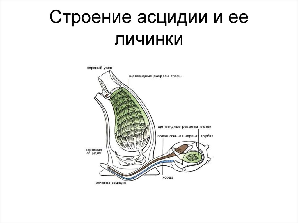 Строение асцидии схема