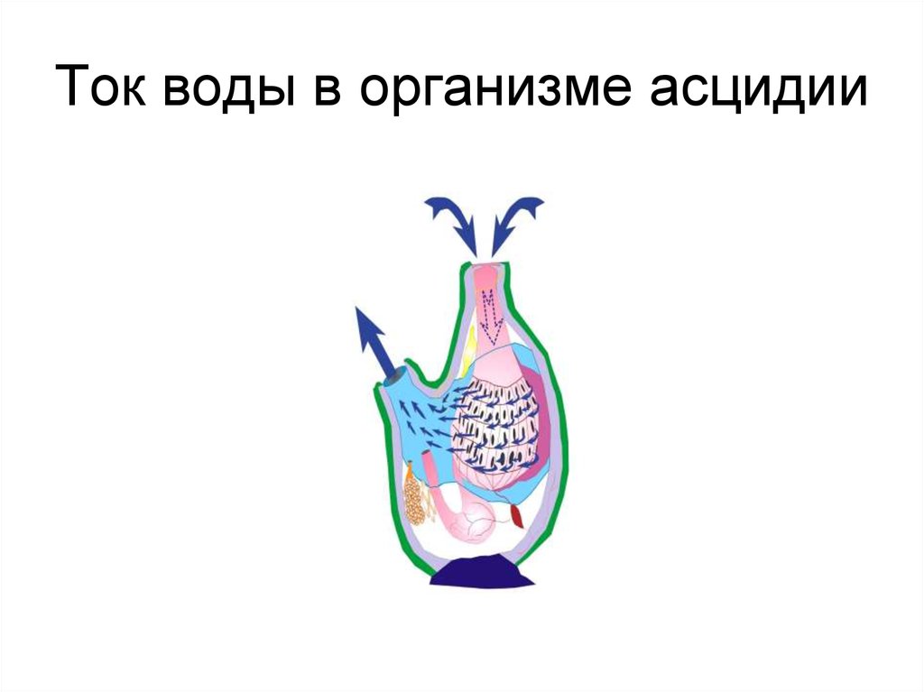 Ток воды в организме асцидии