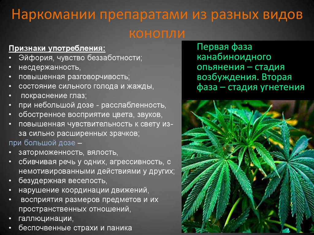признаки применения марихуаны