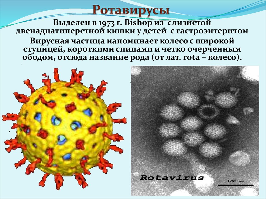 Возбудителем коронавирусной инфекции является вирус семейства. Ротавирус возбудитель заболевания. Ротавирусная инфекция у детей возбудитель. Ротавирус микробиология. Ротавирусный гастроэнтерит возбудитель.