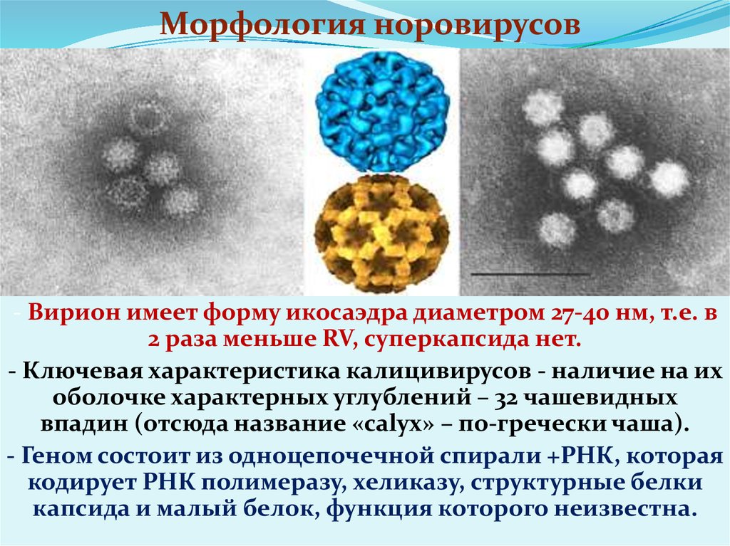 Генотипы норовируса. Норовирусы микробиология. Морфология вирионов. Морфология и структура вирионов.