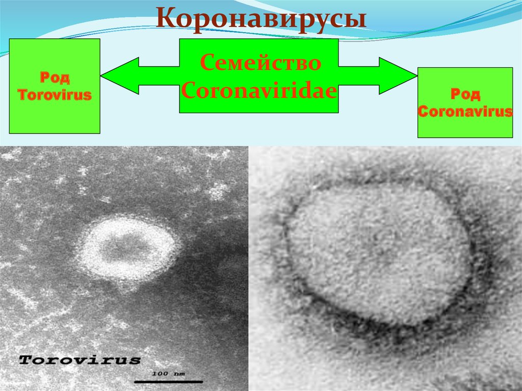 Коронавирусы микробиология презентация