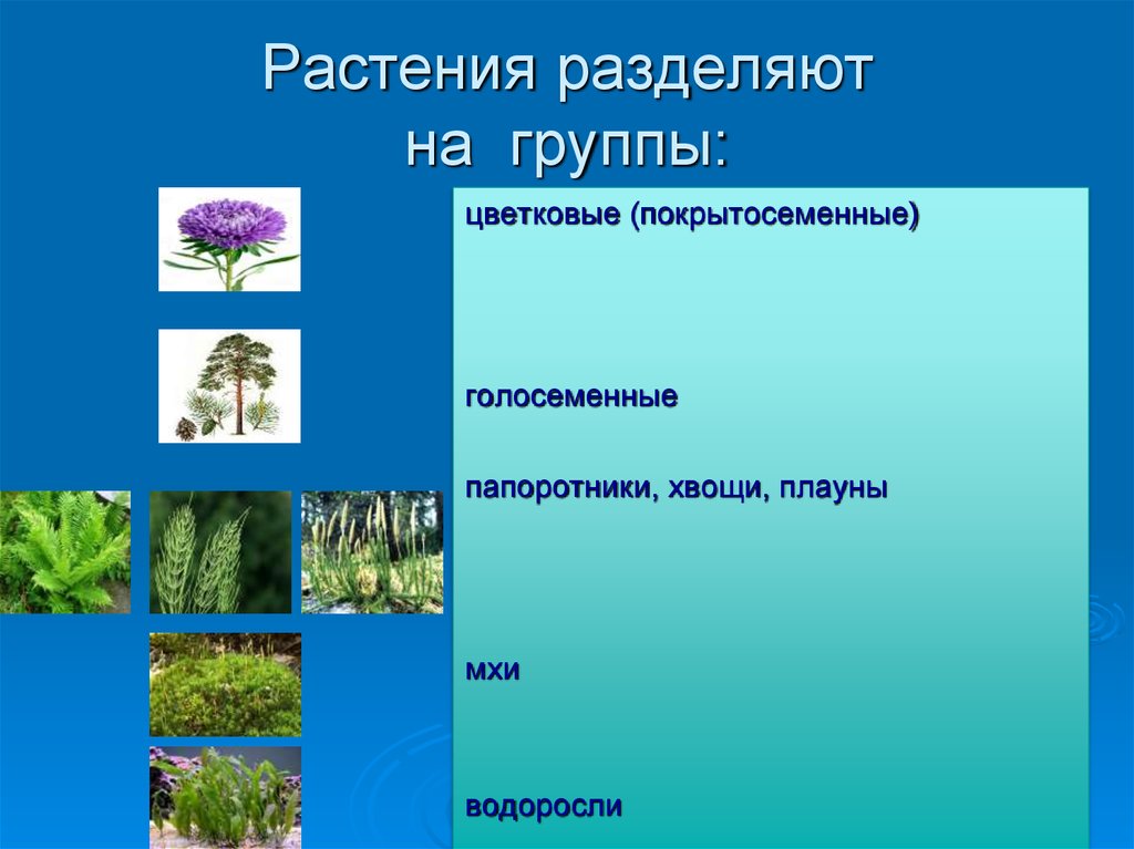 5 основных групп растений. Разделить растения на группы. Группа растений цветковые. Царство растений презентация. Растения делят на группы.