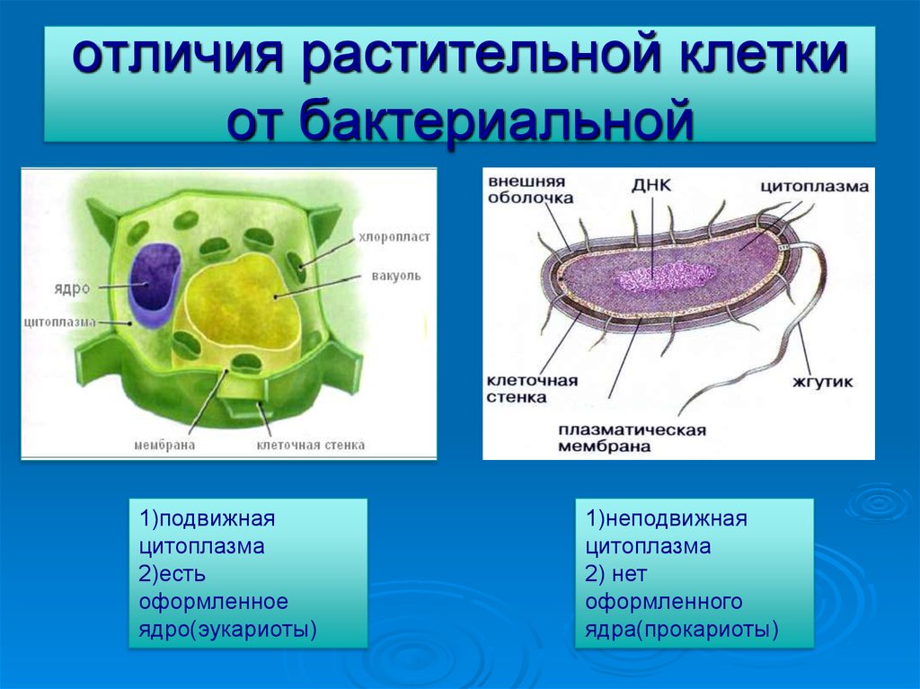 Бактериальная клетка в отличие от растительной клетки. Животная растительная грибная бактериальная клетки