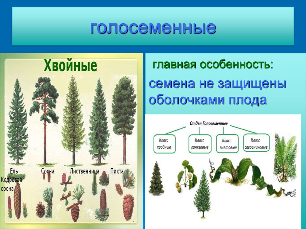 Голосеменные растения примеры рисунок