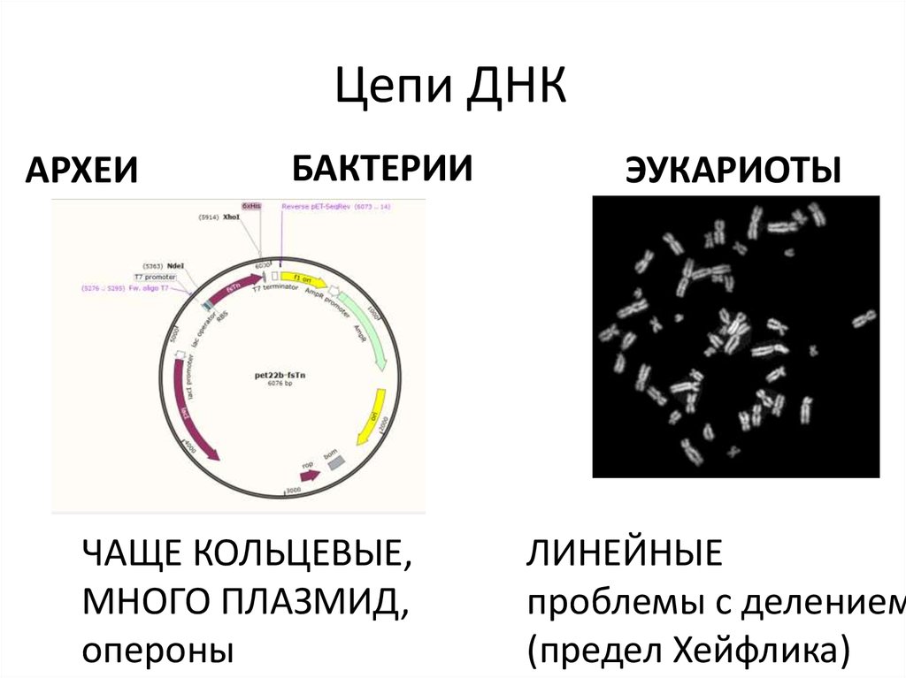 Линейная днк