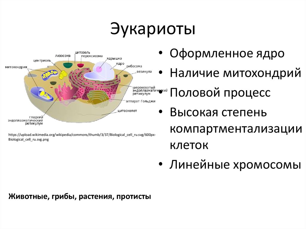 Класс эукариоты